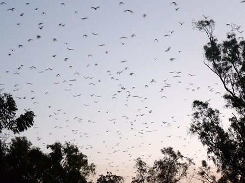 Flying Foxes